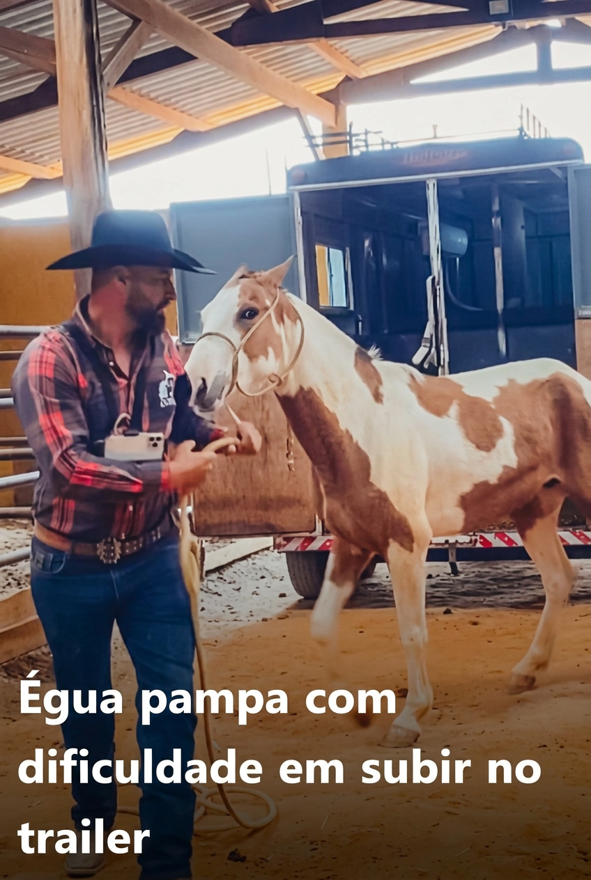 Módulo 7: Égua pampa com dificuldade em subir no trailer
