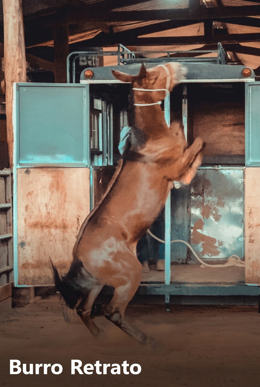 Módulo 11: Burro Retrato
